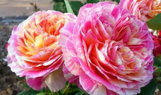 沙漠风暴卡特琳娜