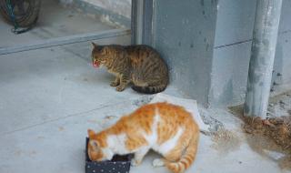 愿你三冬暖歌曲原唱