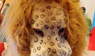 吉利美人豹车标是什么样 金钱豹头像是什么梗