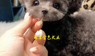 北京哪个商场有卖高级水晶杯的（水杯或高脚杯）,要买去送人 北京哪里有卖茶杯犬